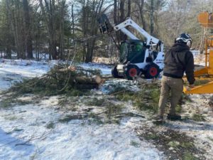 Tree services MA Tree Removal - Projects