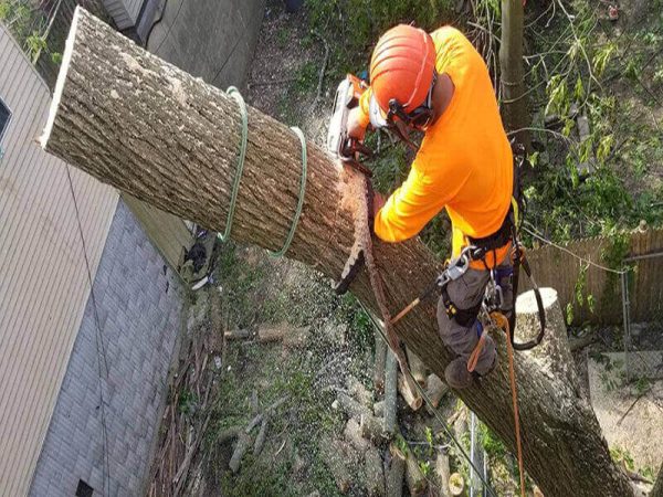 Why Is Tree Removal Important for Healthy Landscaping?