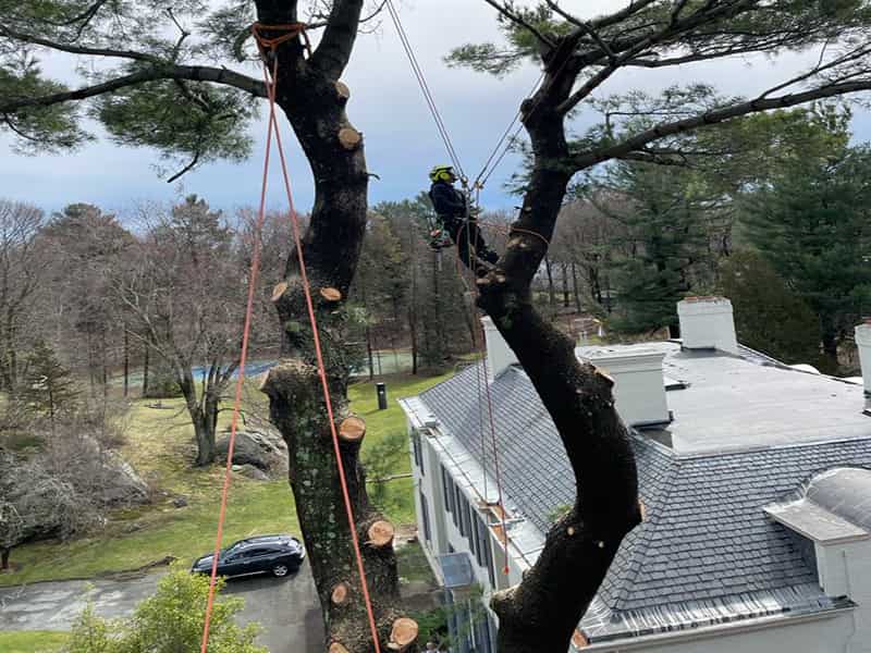Tree Removal services