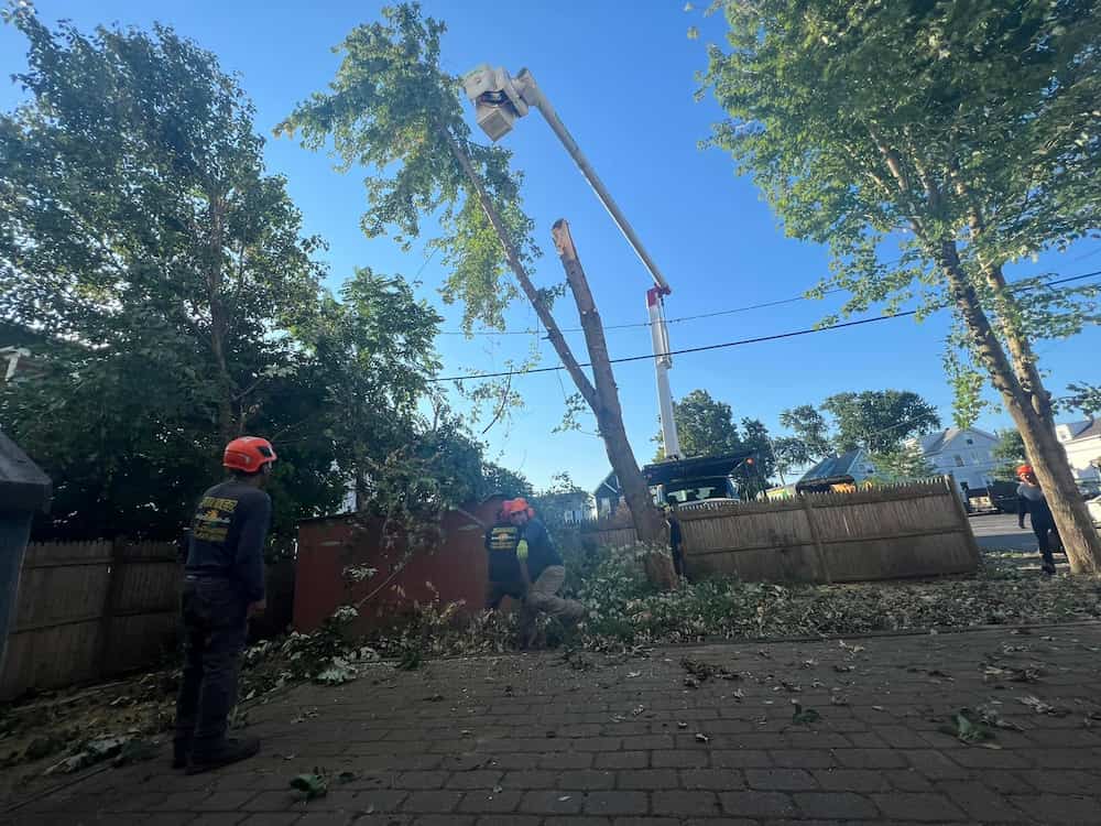 Tree Removal Services in Beverly ma