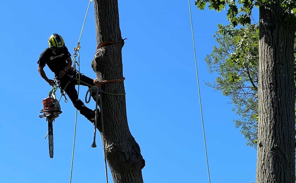 Tree Removal Services in Wenham