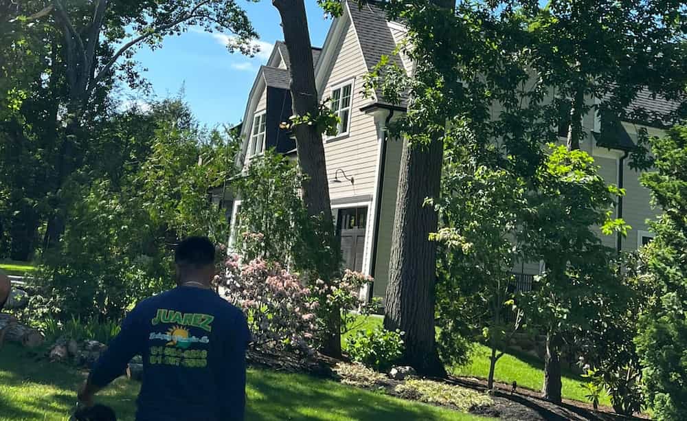 Tree Removal Services in Winchester ma