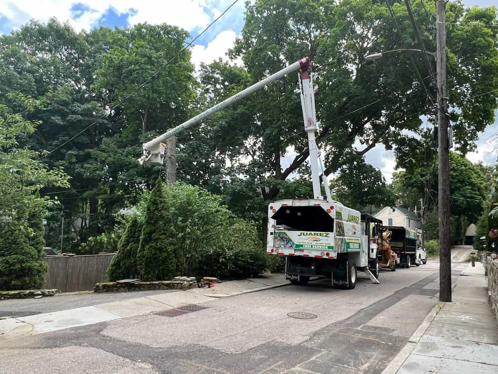 Tree Removal Services in Woburn