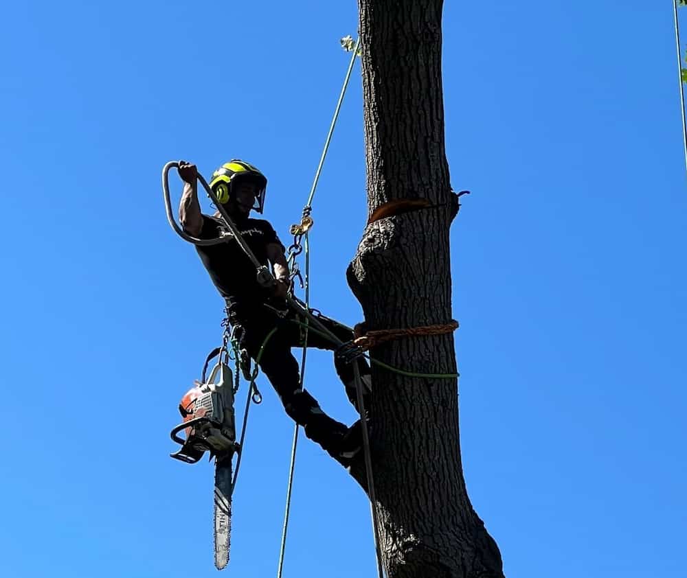 Tree Removal Services ma