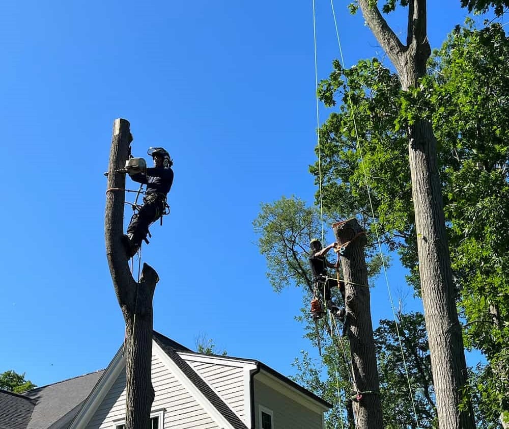 Tree Removal Services In Wenham Ma