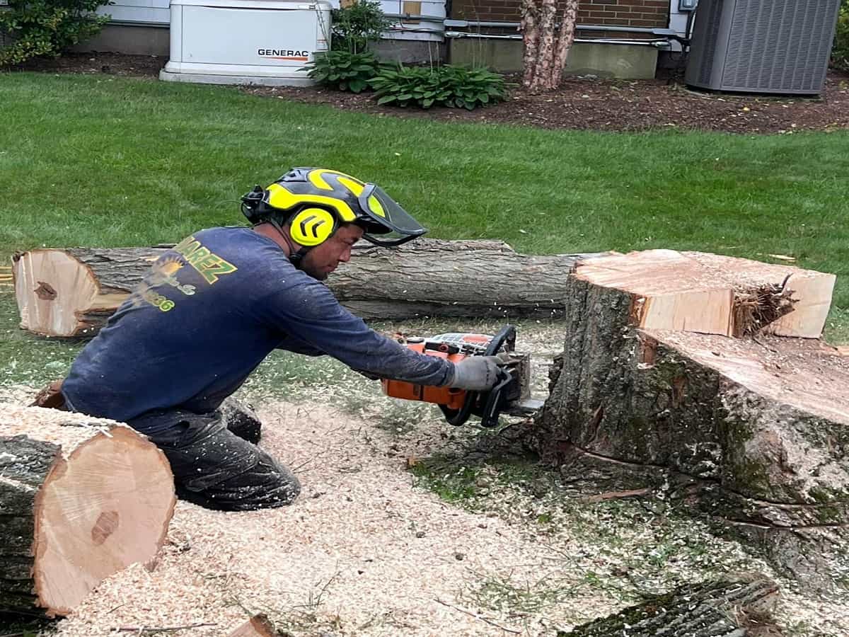Grind Projects Stump Grinding - Projects - Tree Removal Company | Best Tree Services ...