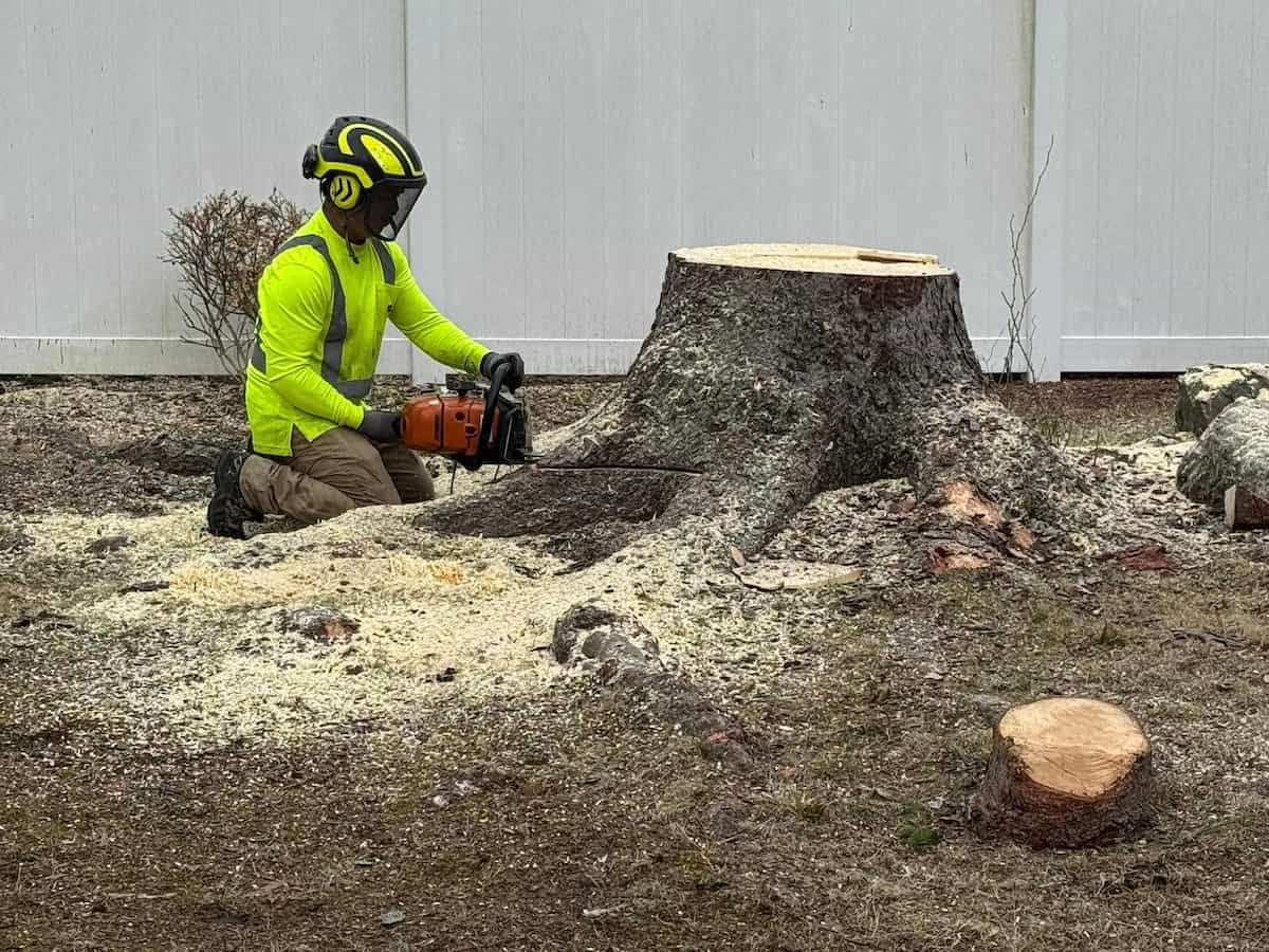 Tree Removal in Milton, MA