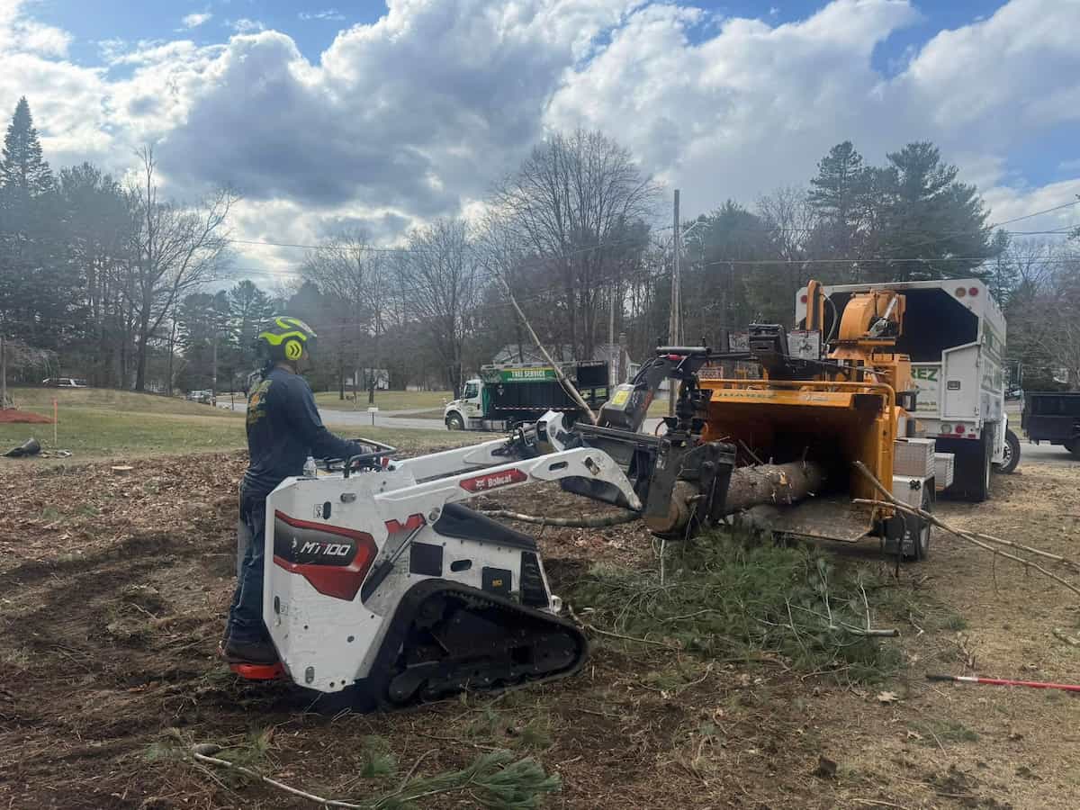 Tree Removal Services in Winchester