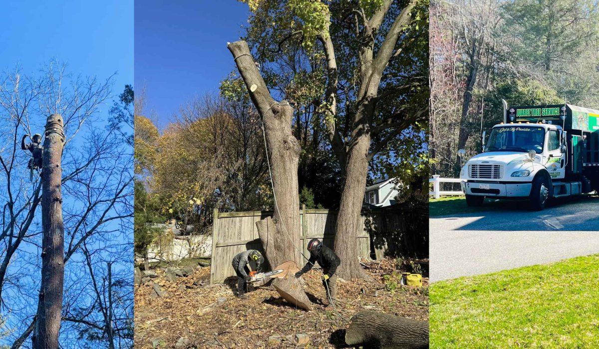 Comparing Tree Removal Techniques 3 Comparing Tree Removal Techniques: Crane-Assisted, Manual, and Sectional Cutting Explained