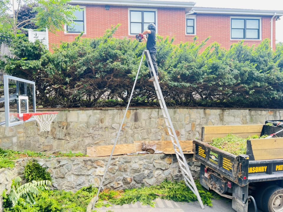 Tree Pruning for Overgrown Branches Tree Pruning for Overgrown Branches: How to Restore Your Tree's Health