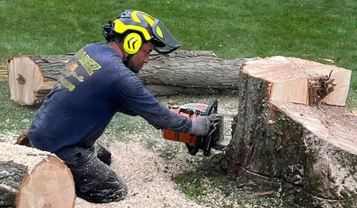 Professional tree removal and stump cutting service being performed safely near a residential property