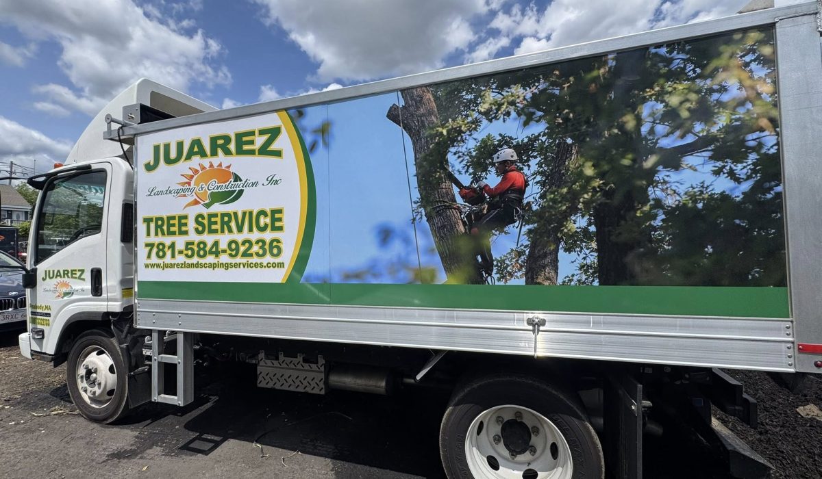 2 Tree Care Tips for Homeowners: Maintaining Healthy Trees Year-Round