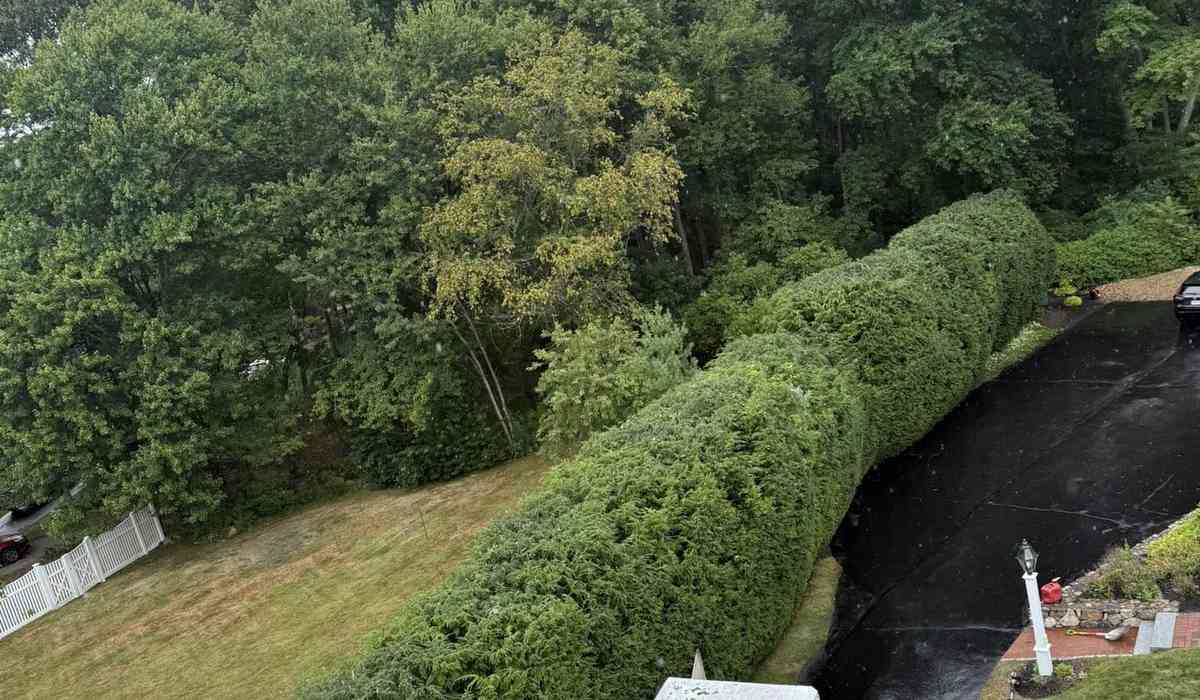 feature hidden costs tree removal house risk Hidden Costs in Tree Removal: What Homeowners Should Know