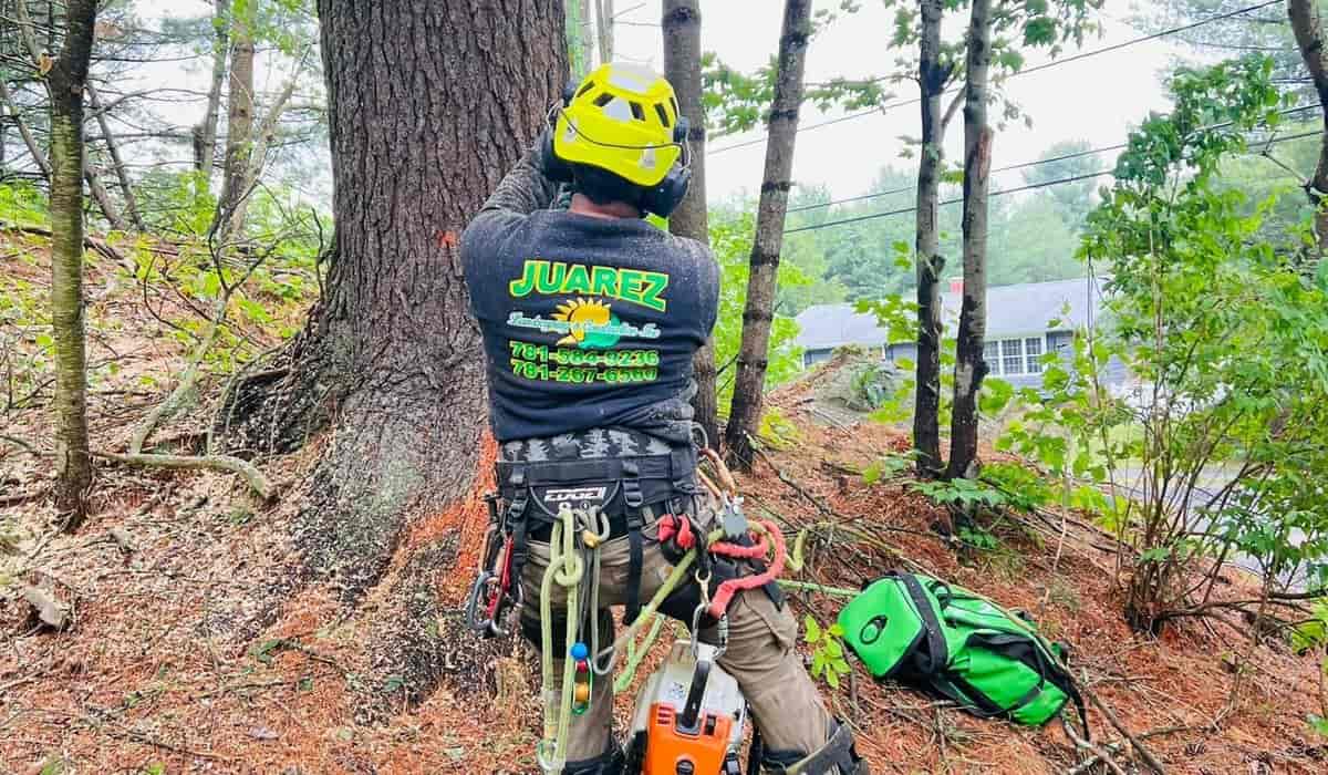Local tree service professional performing tree maintenance using safety gear and chainsaw near residential area