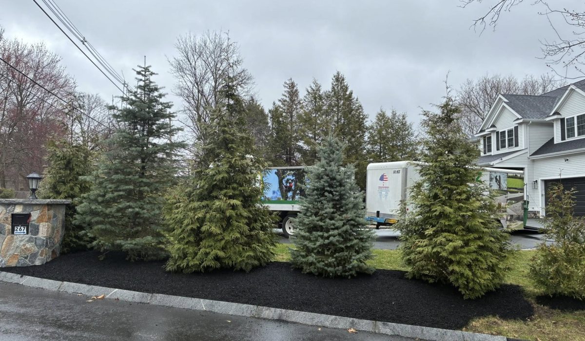 Row of evergreen trees in a landscaped front yard showing healthy tree placement and common tree care mistakes homeowners should avoid.