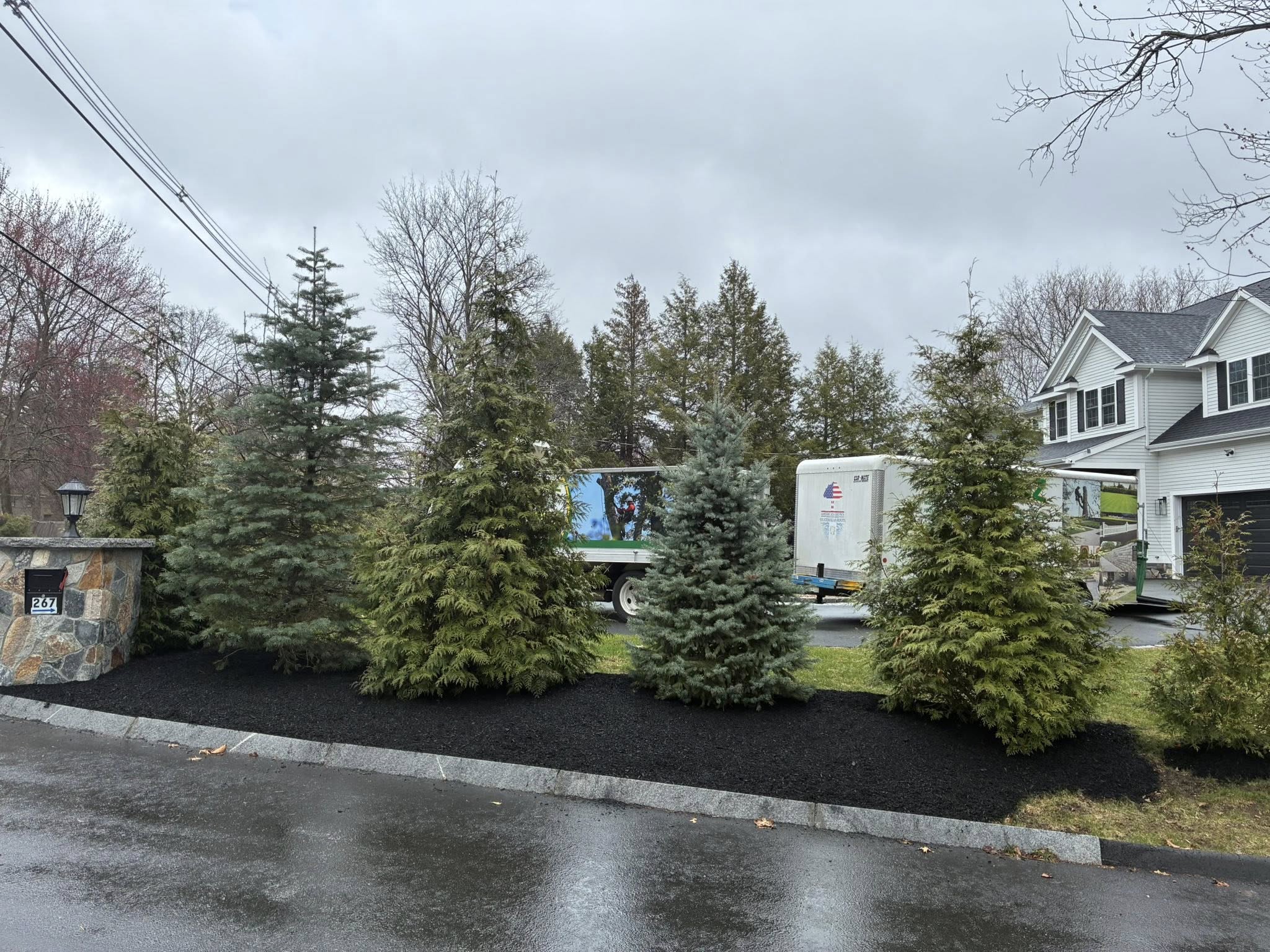 Row of evergreen trees in a landscaped front yard showing healthy tree placement and common tree care mistakes homeowners should avoid.