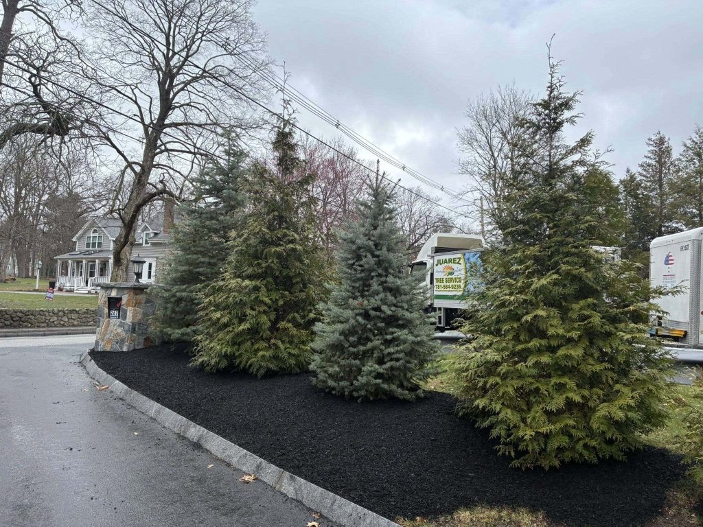 Professional tree trimming and landscape maintenance service improving yard health