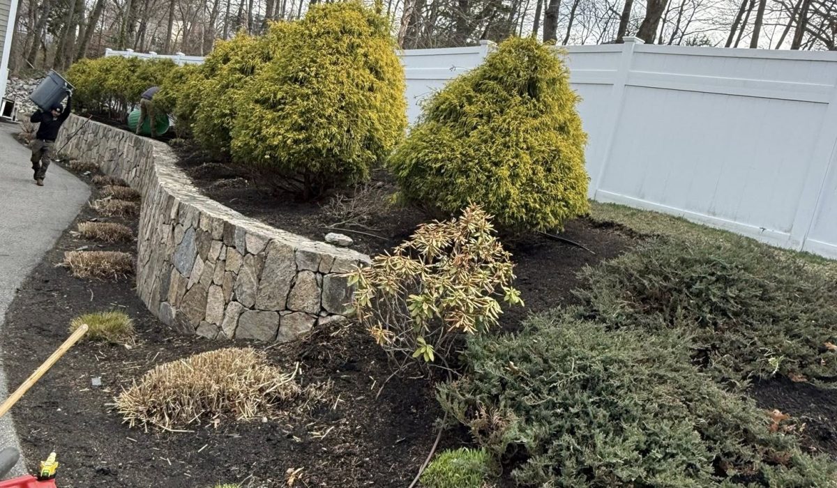 Freshly mulched landscape bed with evergreen shrubs and a stone retaining wall maintained by Juarez Landscaping Services.