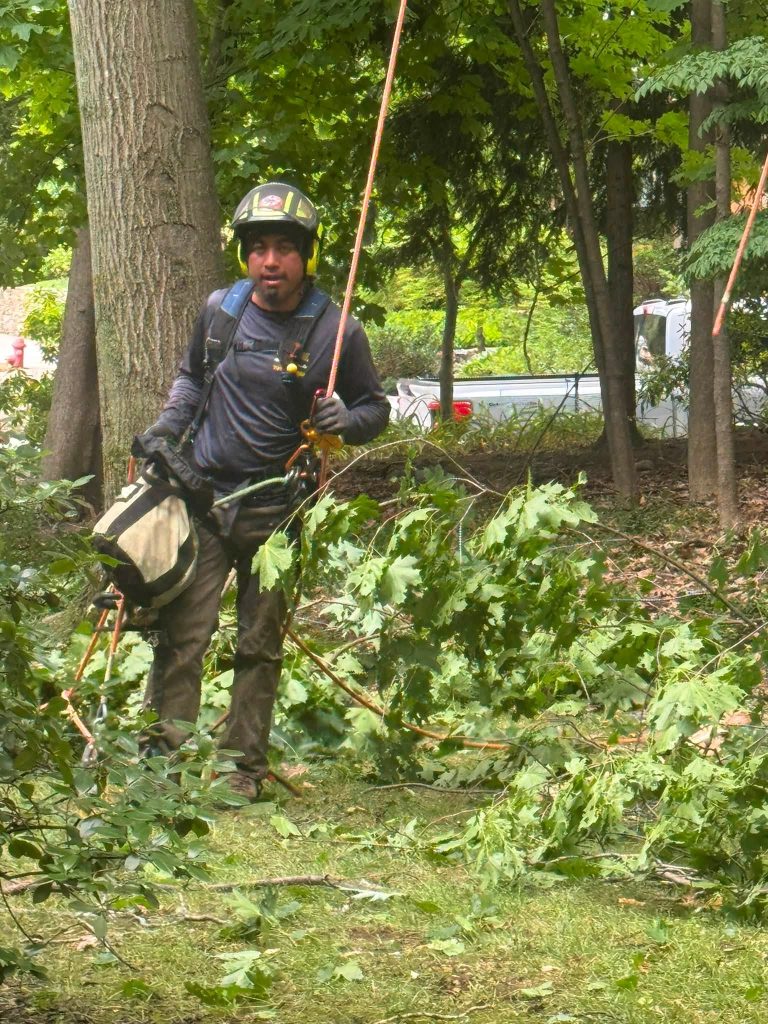 Expert Tree Trimming and Property Cleanup Professional Tree Climbing Techniques for Safe Tree Removal and Precision Pruning