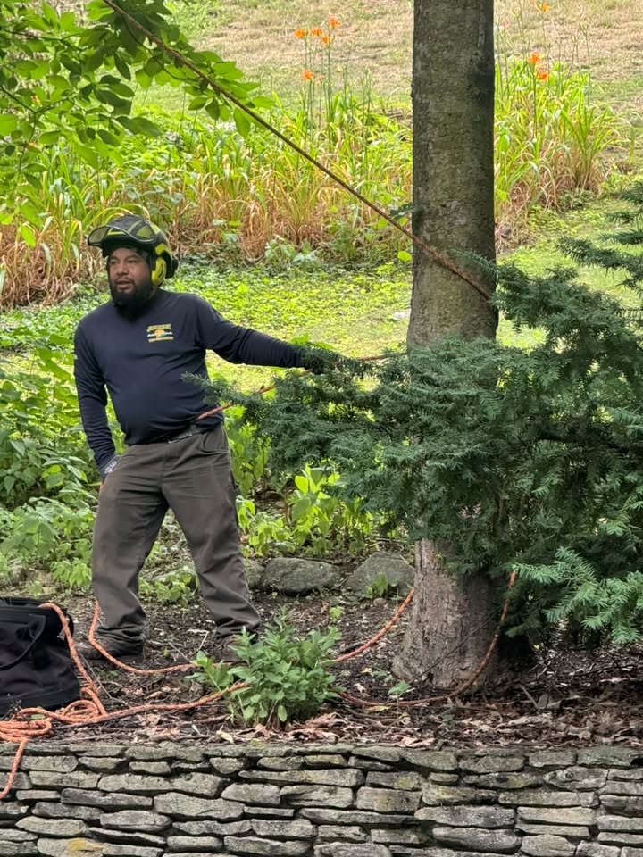 Professional Tree Branch Removal with Safe Rigging Professional Tree Climbing Techniques for Safe Tree Removal and Precision Pruning