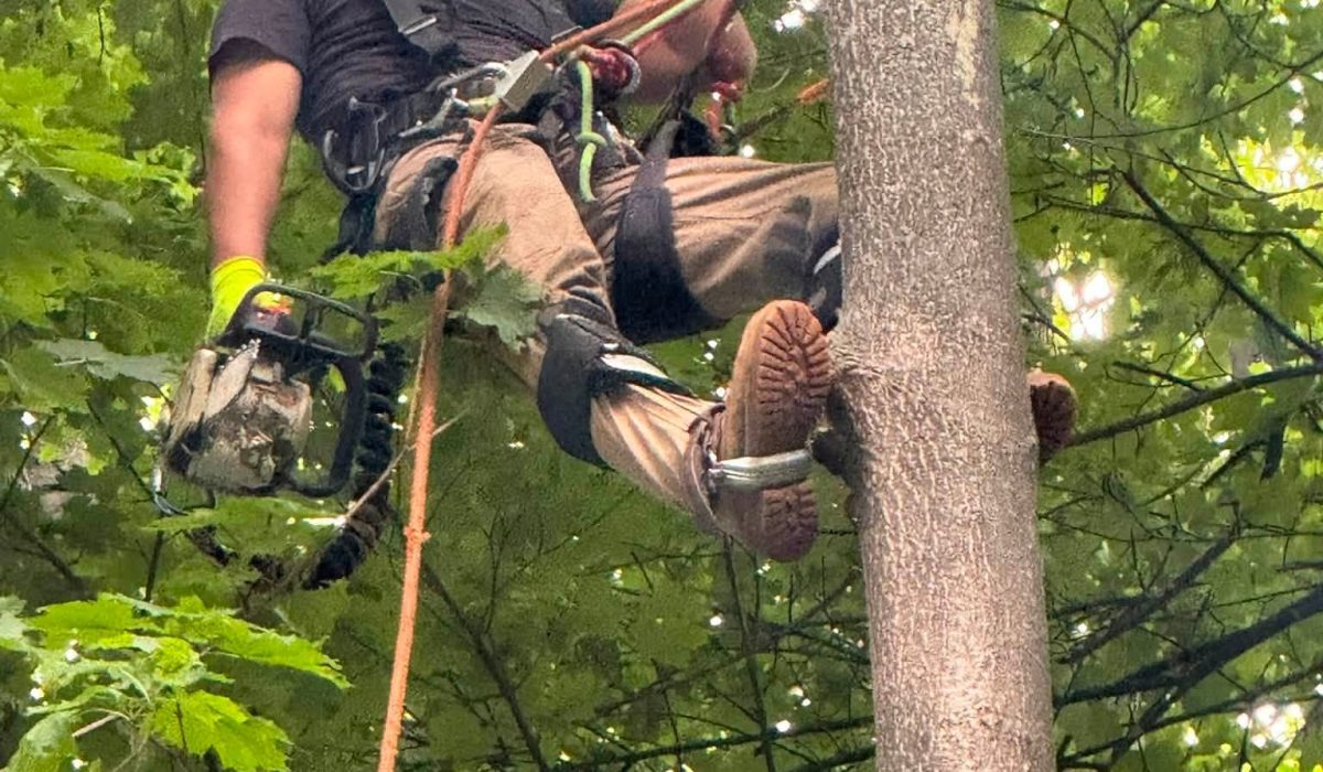 Certified arborists using professional tree climbing techniques with ropes and safety equipment during tree removal and precision tree pruning.