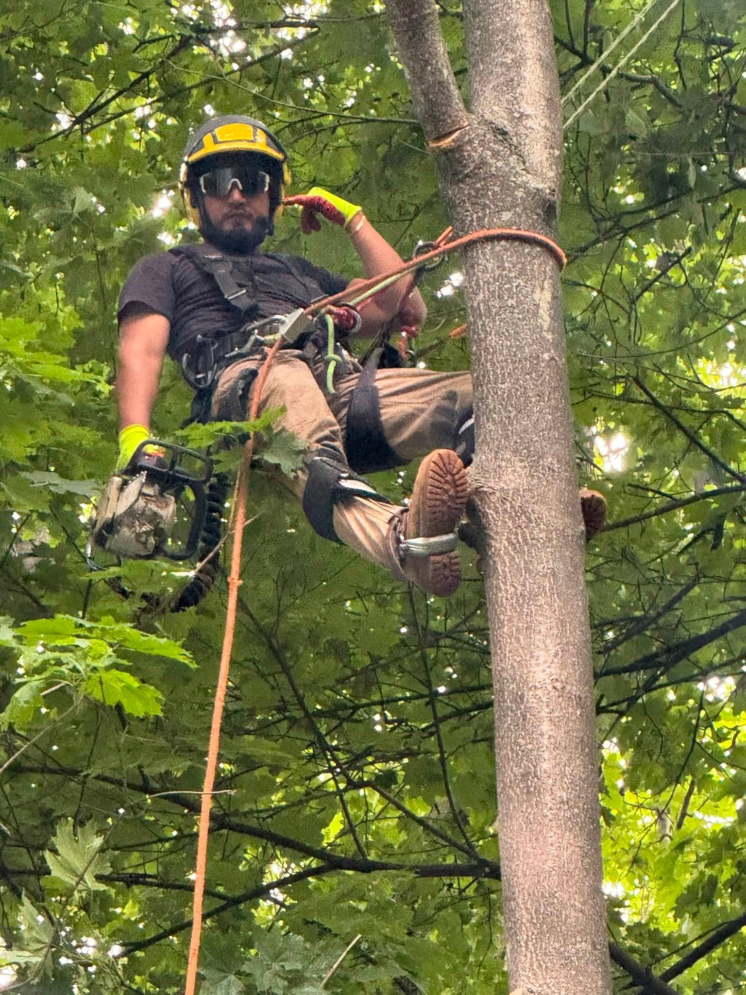 Certified arborists using professional tree climbing techniques with ropes and safety equipment during tree removal and precision tree pruning.