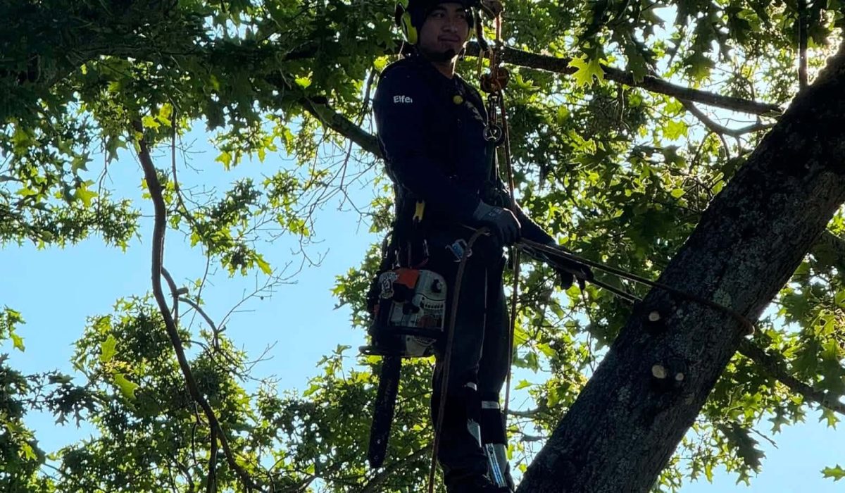Certified arborist performing rope access tree services while safely maintaining a large mature tree.