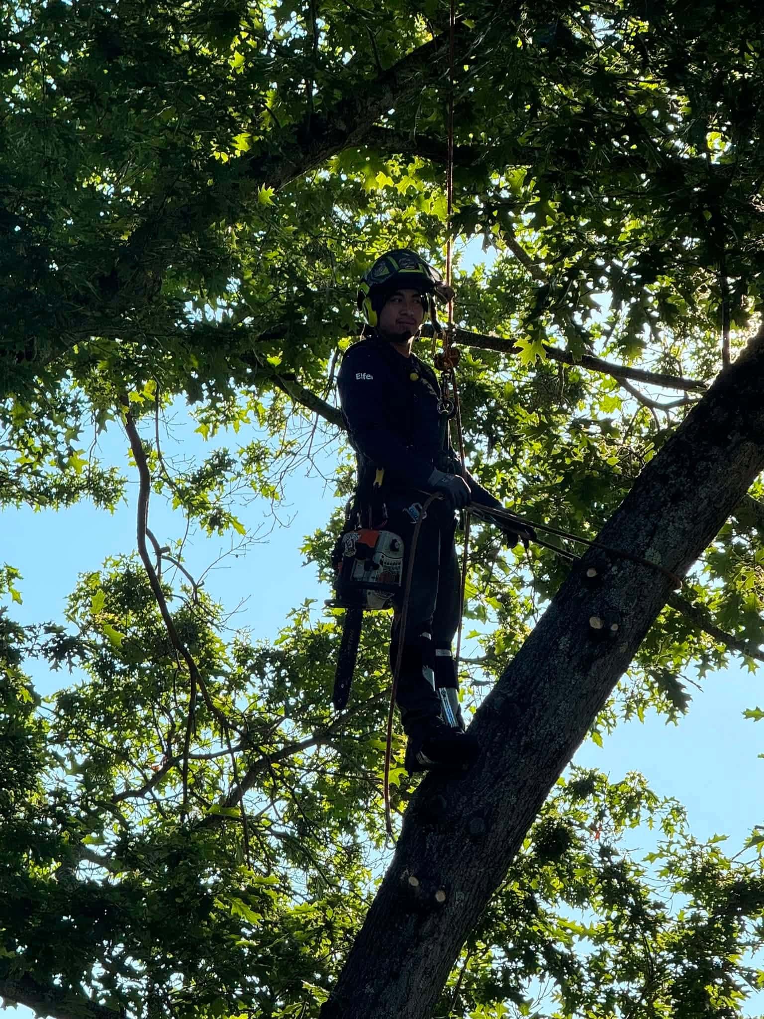 Certified arborist performing rope access tree services while safely maintaining a large mature tree.