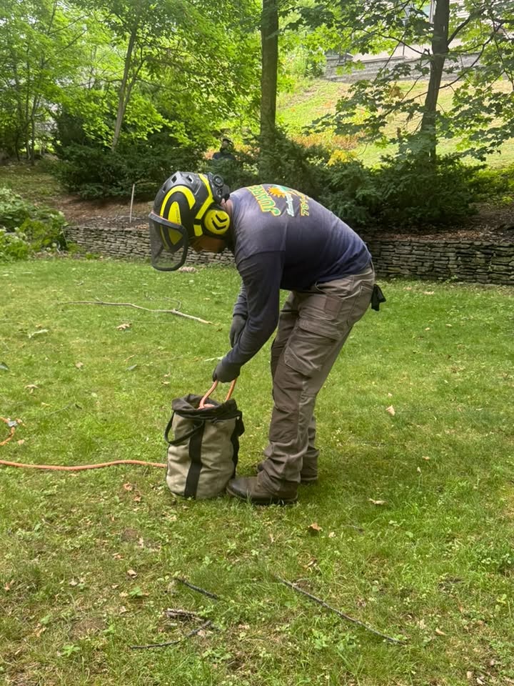 Tree care professional preparing equipment and work area before climbing for residential tree service.