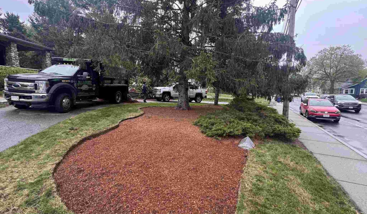 Red mulch landscape bed around trees in Peabody, MA