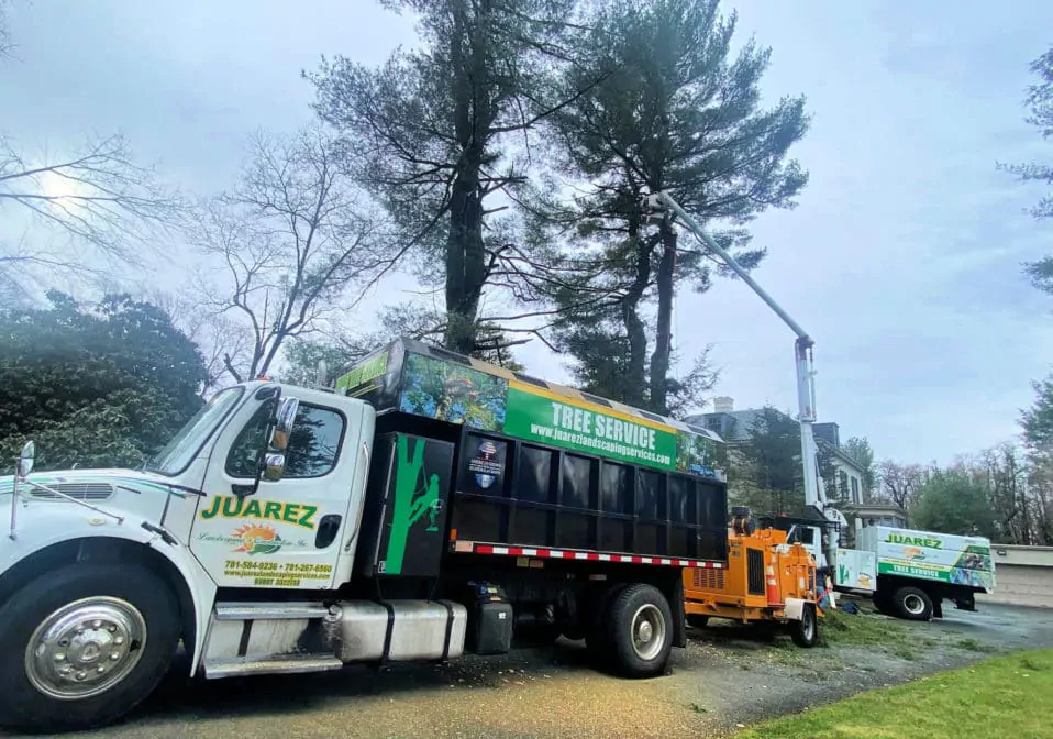 Tree Trimming or Tree Removal