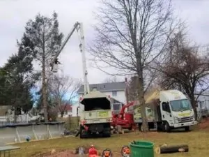 Tree Removal services"