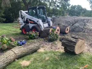 Tree Removal services"