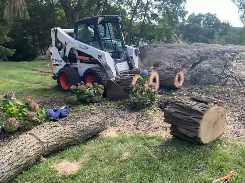 Tree Removal Regulations