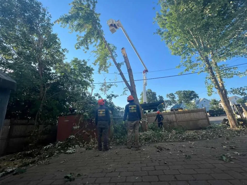 Tree Removal Services Andover